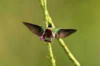 Lophornis helenae