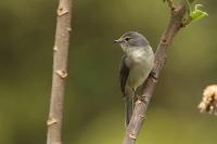 Muscicapa caerulescens