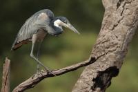 Ardea melanocephala