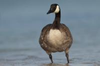 Branta canadensis