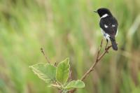 Saxicola torquatus