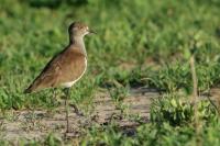 Vanellus lugubris      