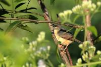 Prinia socialis