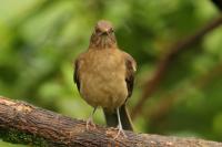 Turdus grayi