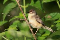 Prinia inornata