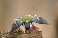 Parus major