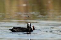 Fulica cristata