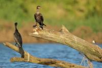 Phalacrocorax brasilianus