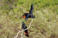 Calyptorhynchus banksii