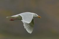 Larus hyperboreus