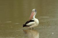 Pelecanus conspicillatus