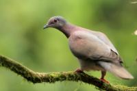 Patagioenas cayennensis