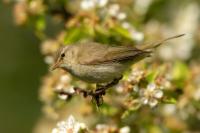 Phylloscopus collybita