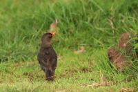 Turdus abyssinicus