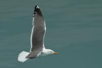 Larus fuscus