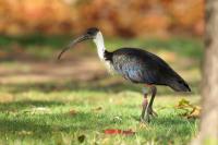 Threskiornis spinicollis