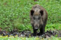 Wild boar