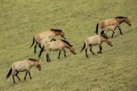 Przewalski's  Horse