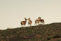 Mongolian gazelle