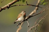 Ficedula albicilla