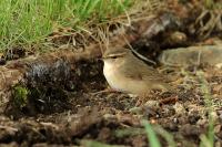 Phylloscopus fuscatus