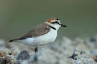 Charadrius alexandrinus