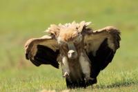 Mongolia fauna 