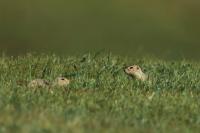 Long-tailed ground squirrel