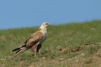 Buteo hemilasius