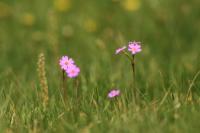 Mongolia flora