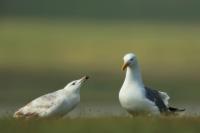 Larus vegae mongolicus