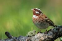 Emberiza leucocephalos