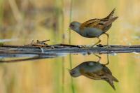 Hungary - FAUNA