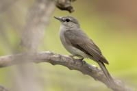 Zambia - FAUNA