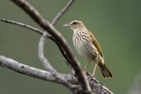 Anthus lineiventris