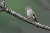 Melaenornis mariquensis