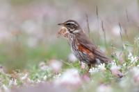 Turdus iliacus