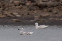 Larus glaucoides