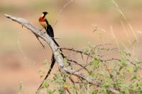 ETHIOPIA FAUNA