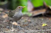 ECUADOR-FAUNA