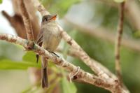 Cuba - fauna