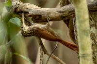 Mexico FAUNA