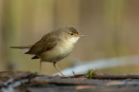 Hungary - FAUNA