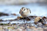 Calidris alba