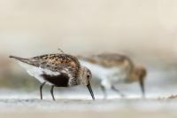 Calidris alpina