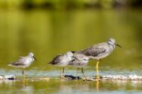 Dominican Republic-FAUNA