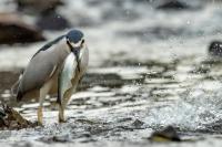 Nycticorax nycticorax