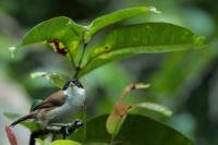 Sri Lanka FAUNA