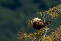 Caracara plancus