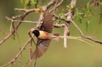 ETHIOPIA FAUNA